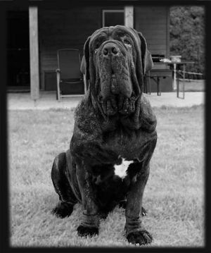 Old English Bulldog